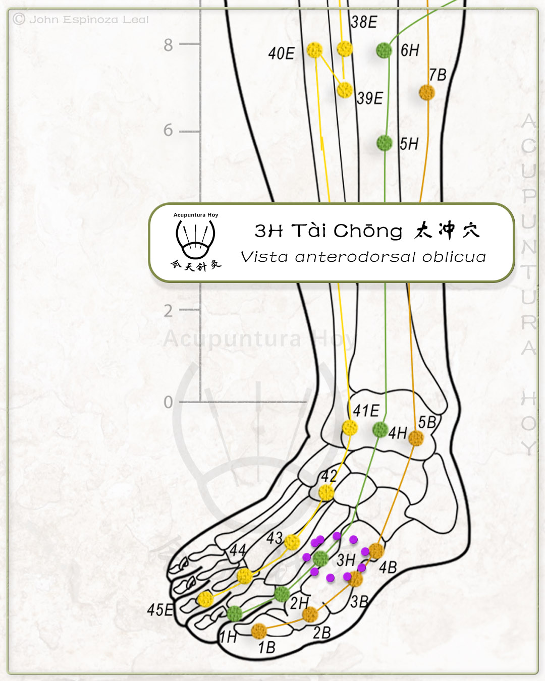 3H Tài Chōng 太冲穴