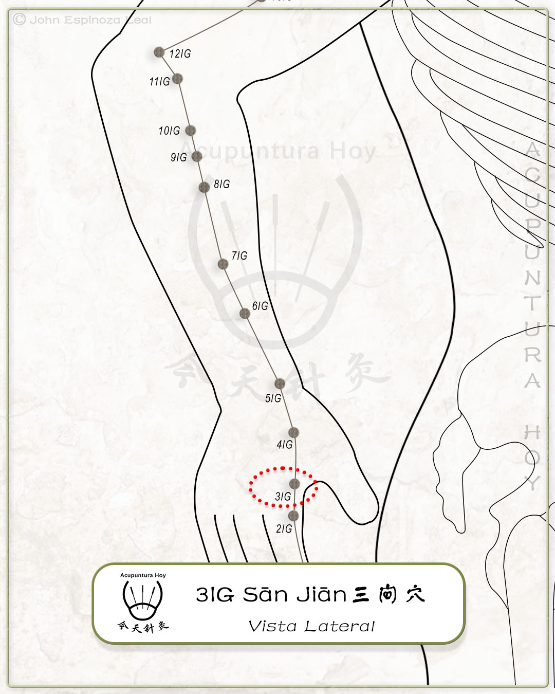 3IG Sān Jiān 三间穴