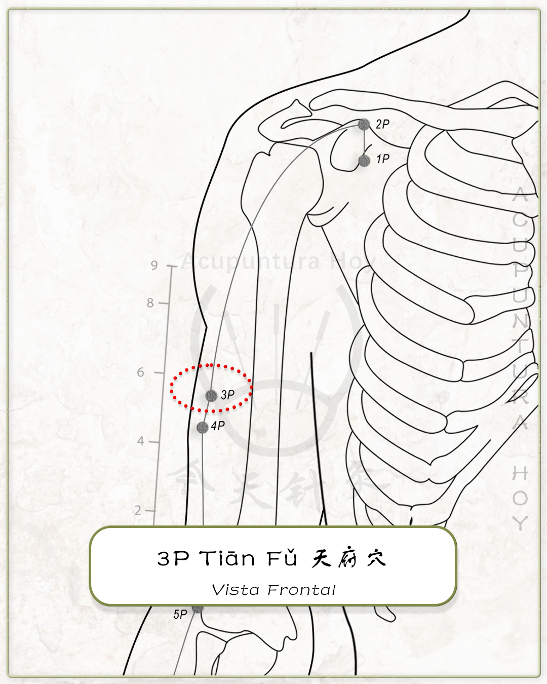 3P Tiān Fǔ 天府穴
