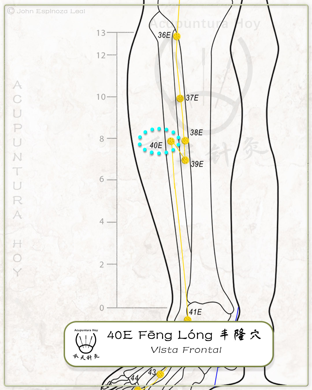 40E Fēng Lóng 丰隆穴