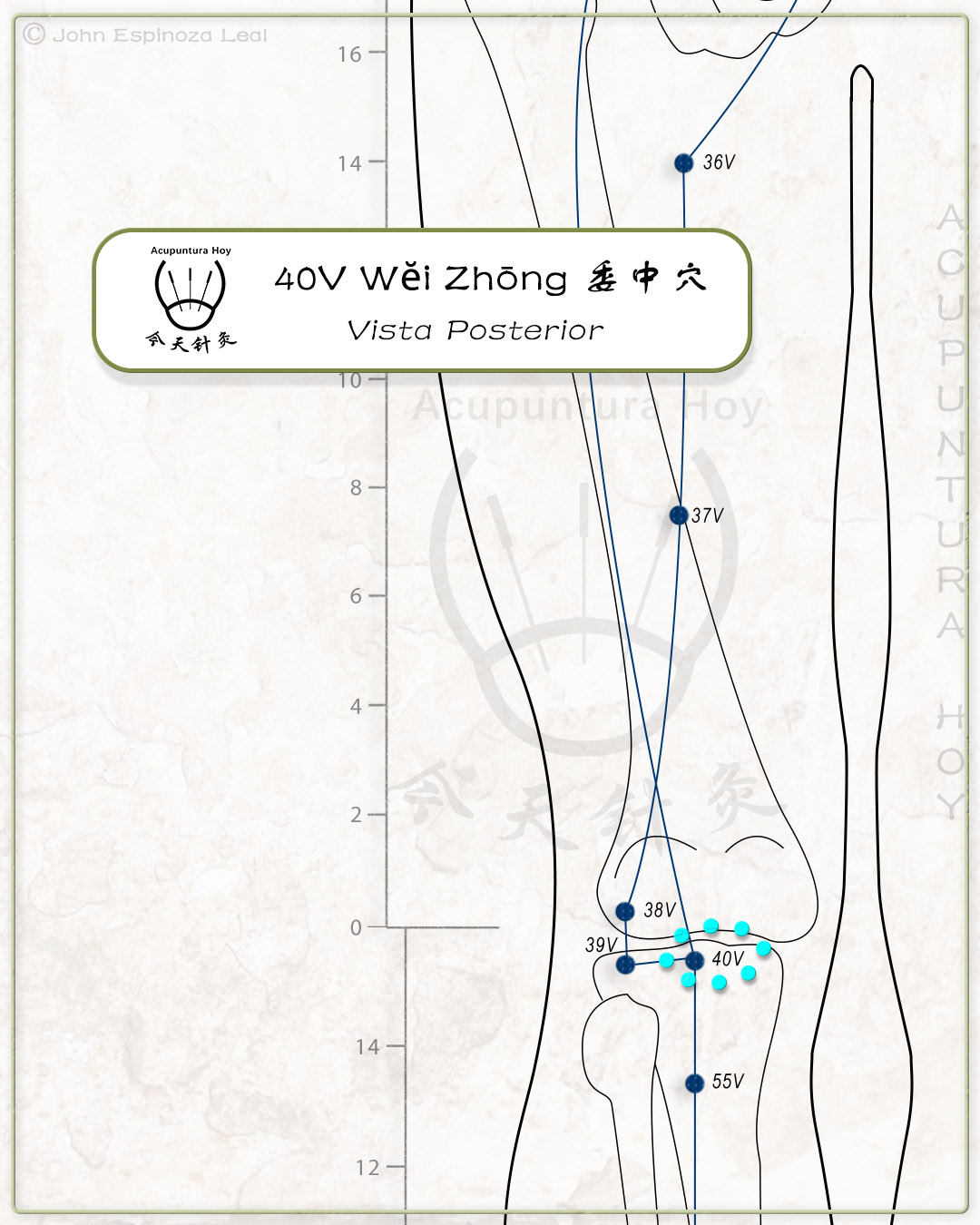 40V Wĕi Zhōng 委中穴