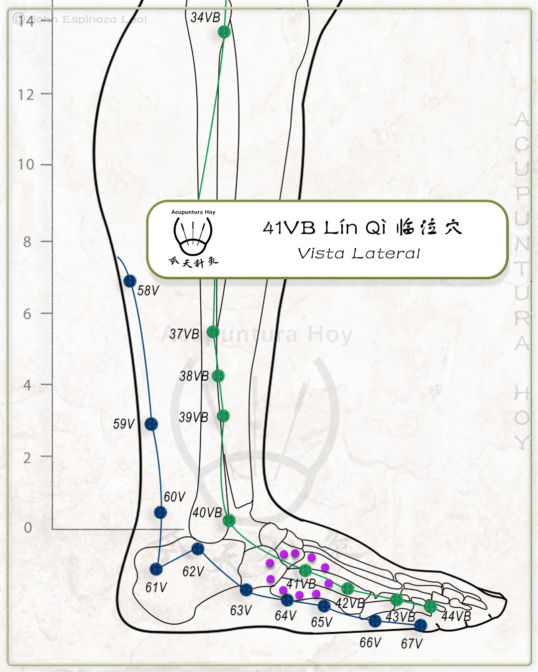 41VB Lín Qì 临泣穴
