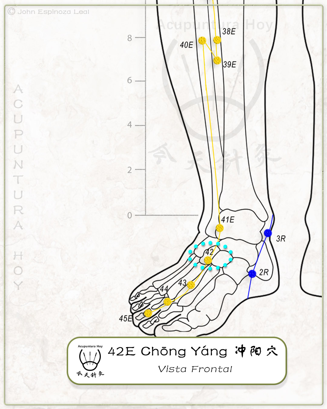 42E Chōng Yáng 冲阳穴
