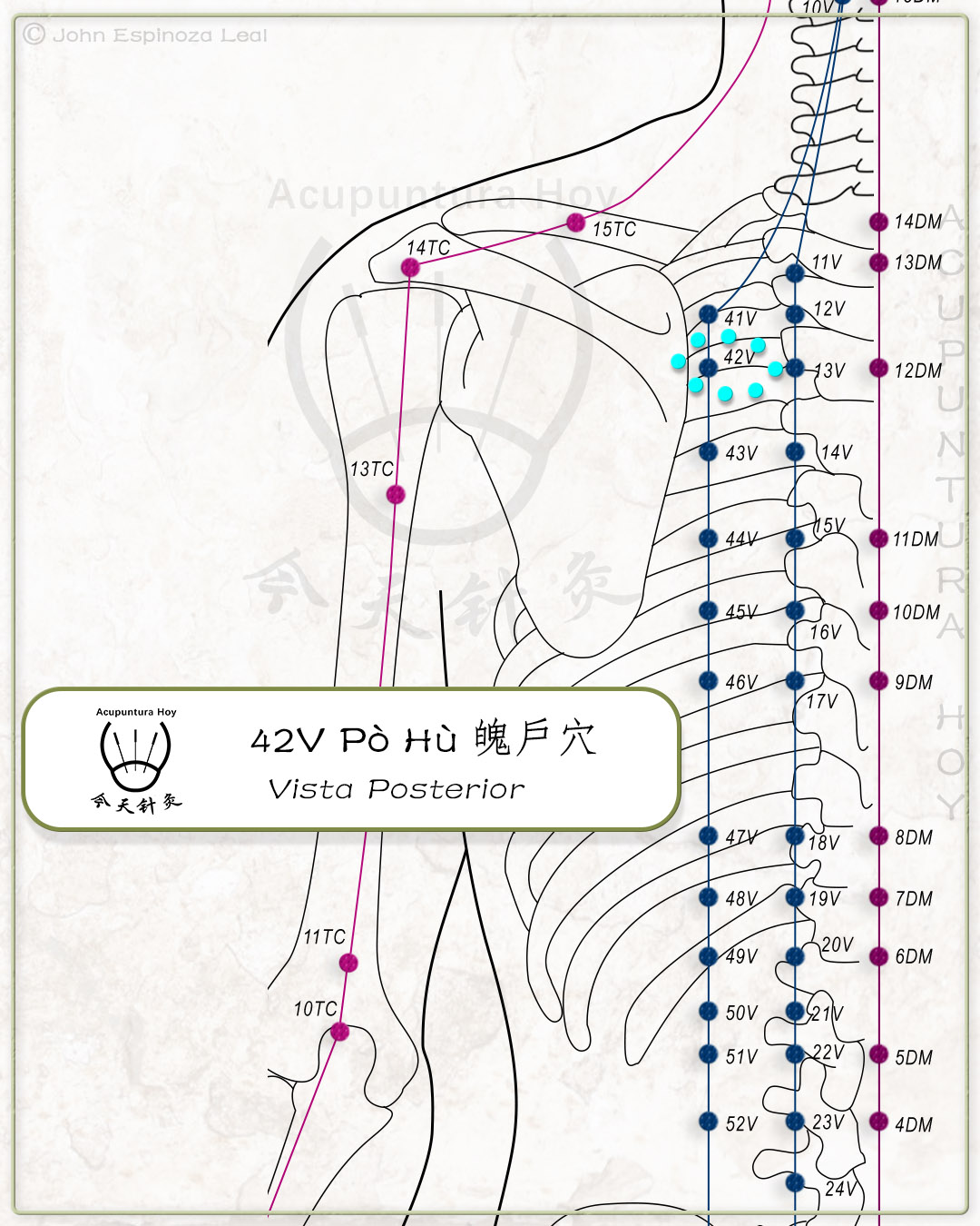 42V Pò Hù 魄戶穴