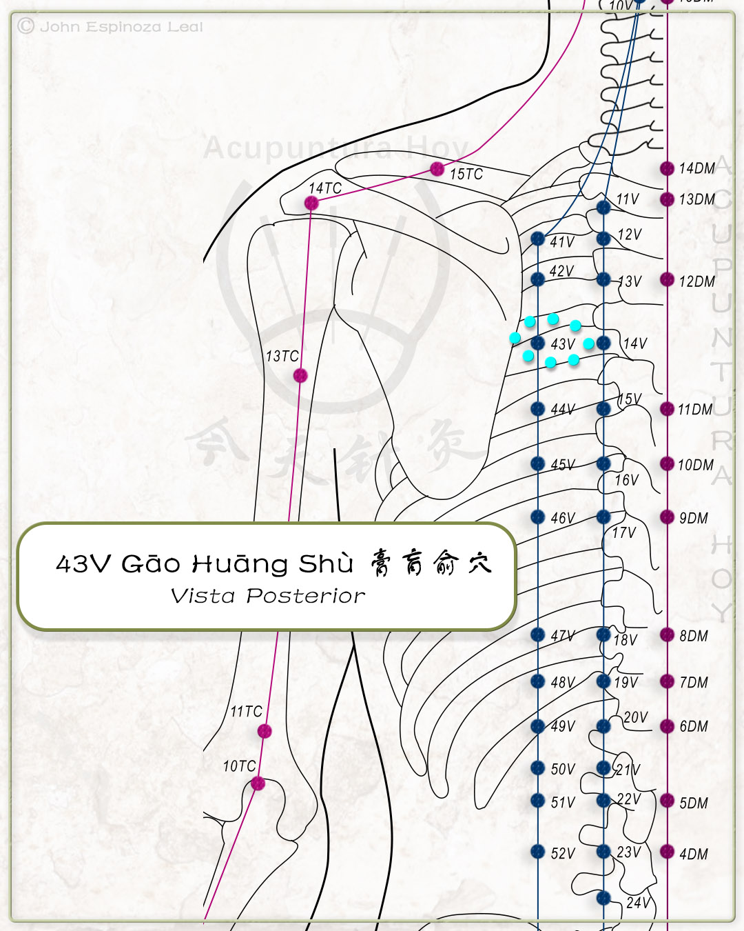 43V Gāo Huāng Shù 膏肓俞穴