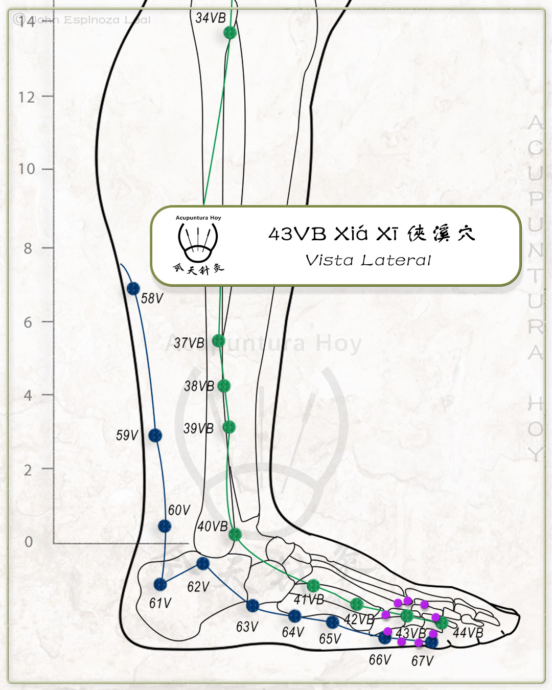 43VB Xiá Xī 俠溪穴