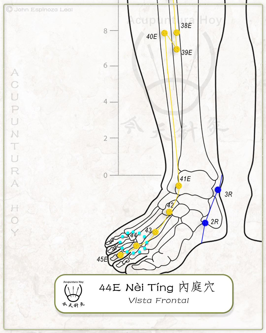 44E Nèi Tíng 內庭穴