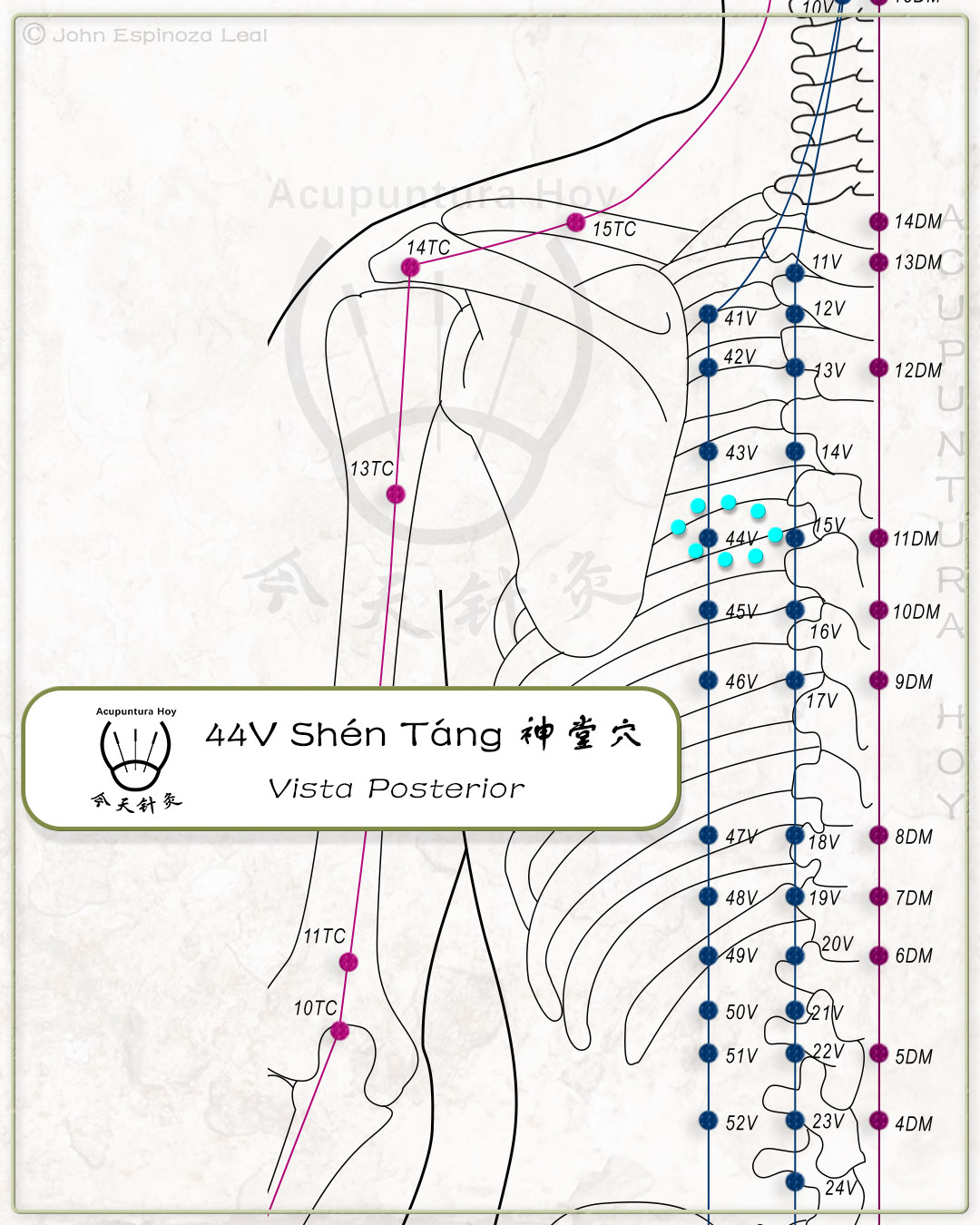44V Shén Táng 神堂穴