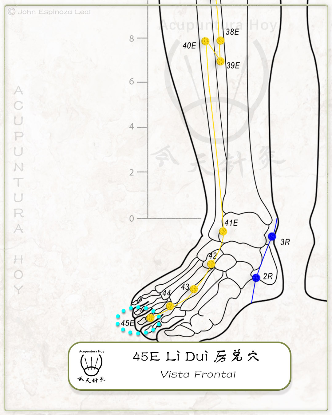 45E Lì Duì 厉兑穴