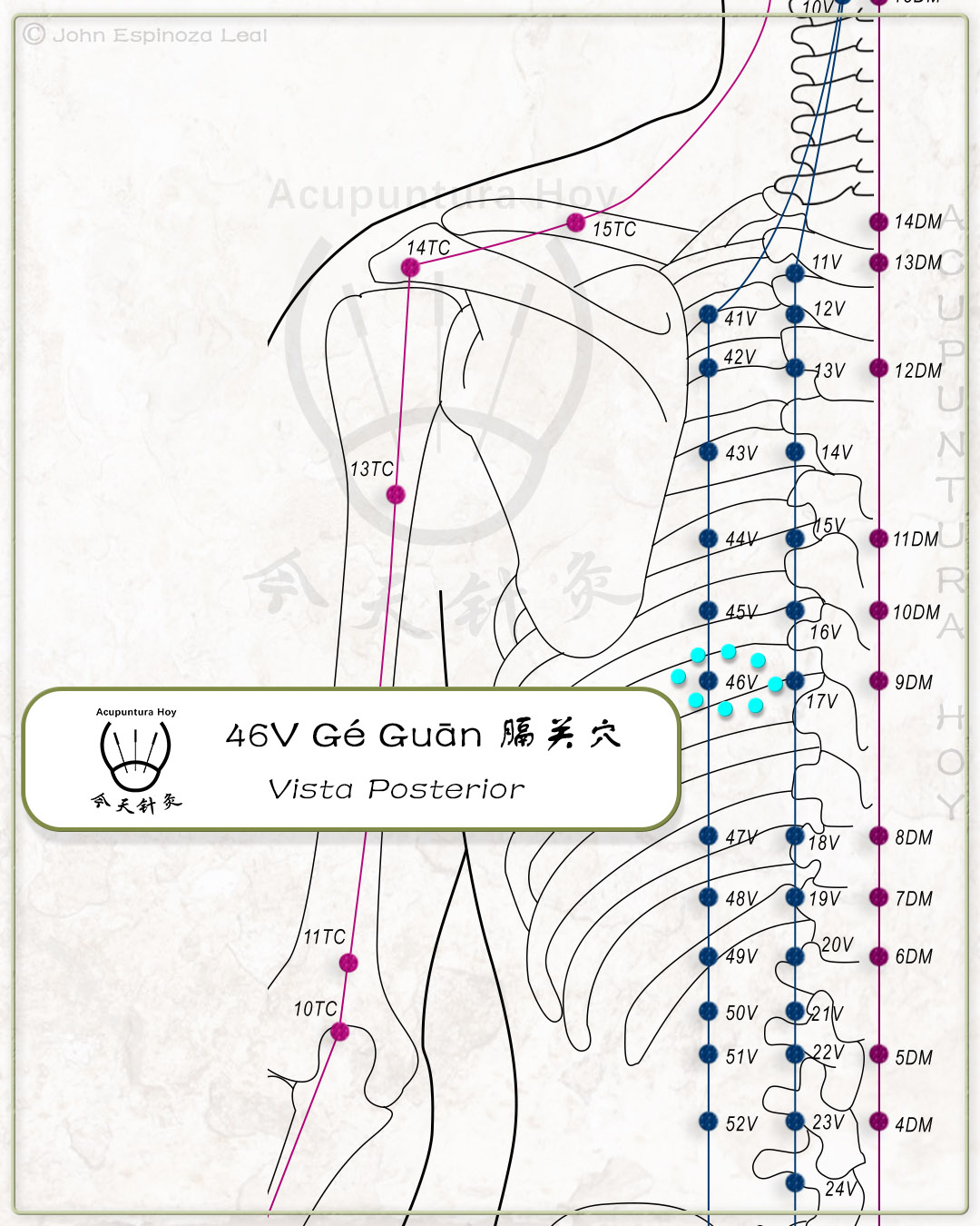 46V Gé Guān 膈关穴