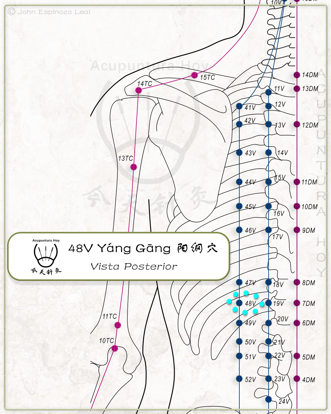 48V Yáng Gāng 阳纲穴