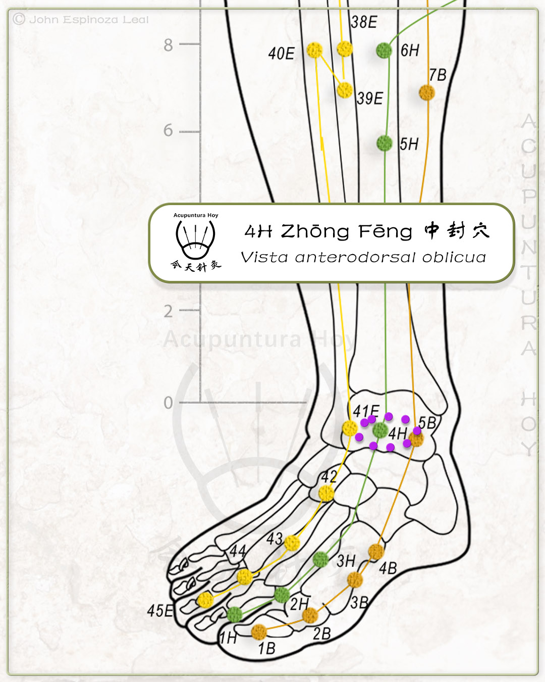 4H Zhōng Fēng 中封穴