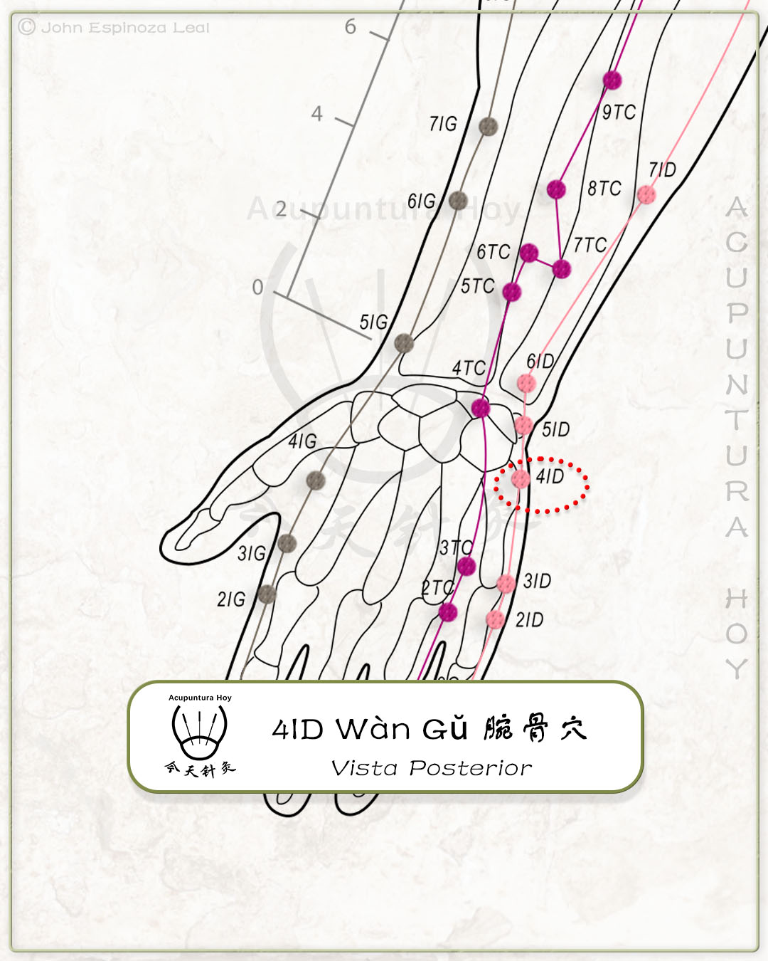 4ID Wàn Gŭ 腕骨穴