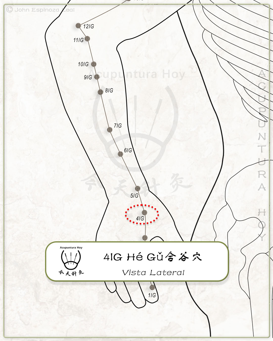 4IG Hé Gǔ 合谷穴