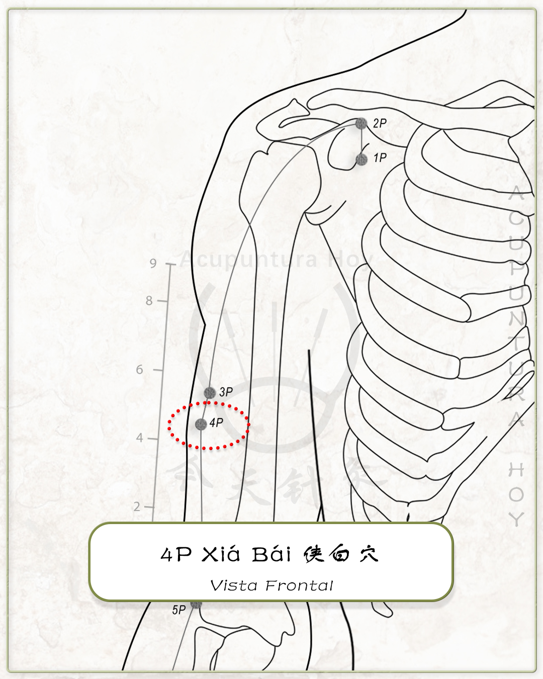 4P Xiá Bái 侠白穴