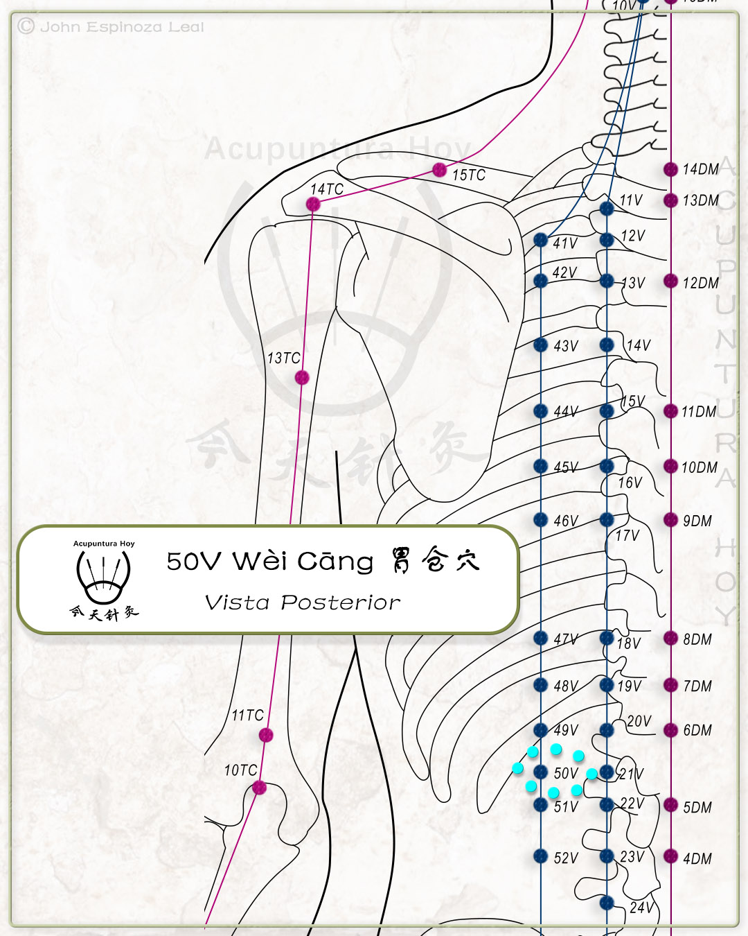 50V Wèi Cāng 胃仓穴