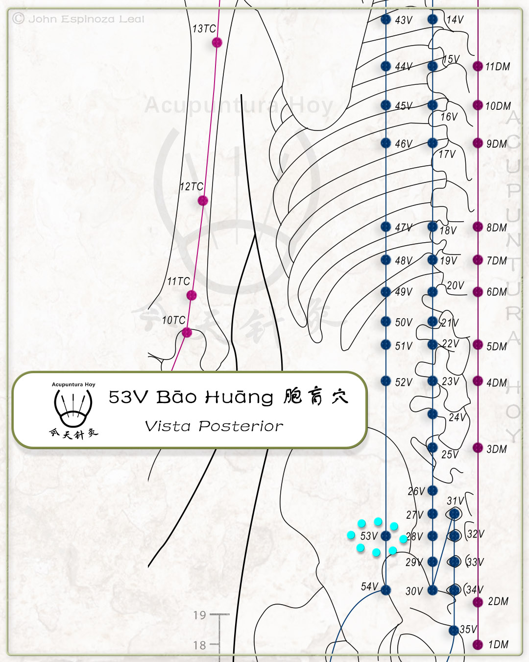 53V Bāo Huāng 胞肓穴