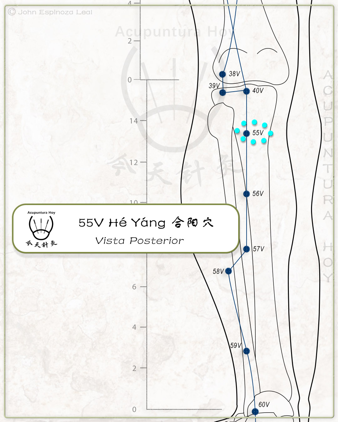 55V Hé Yáng 合阳穴