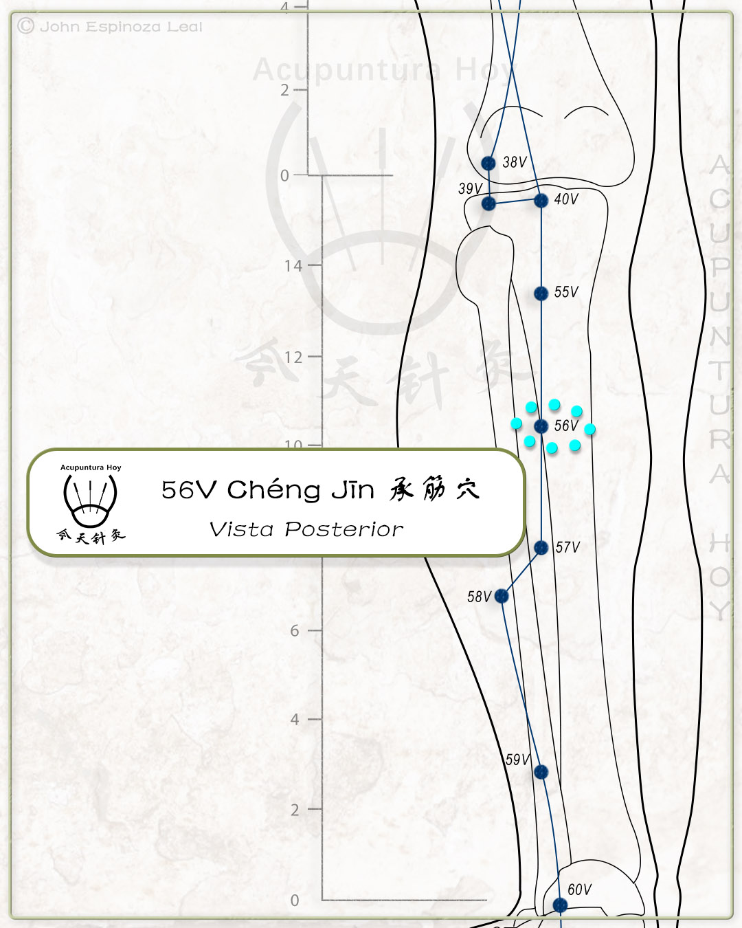 56V Chéng Jīn 承筋穴