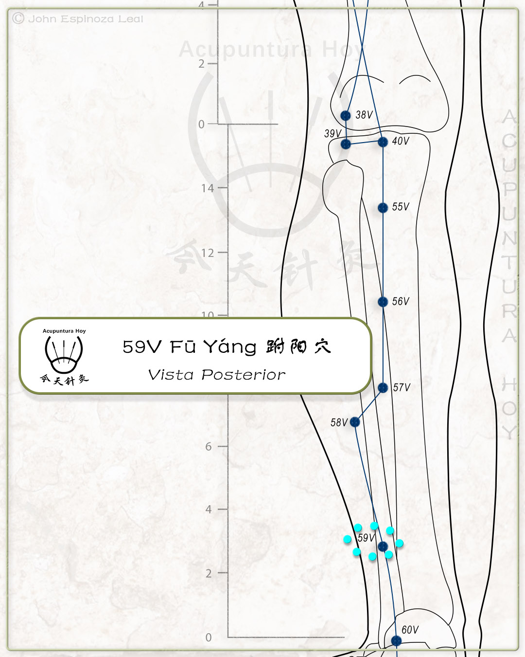 59V Fū Yáng 跗阳穴