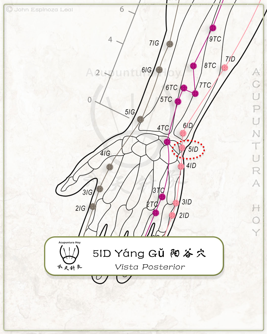 5ID Yáng Gŭ 阳谷穴