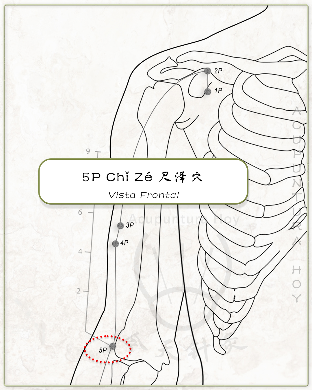 5P Chǐ Zé 尺泽穴