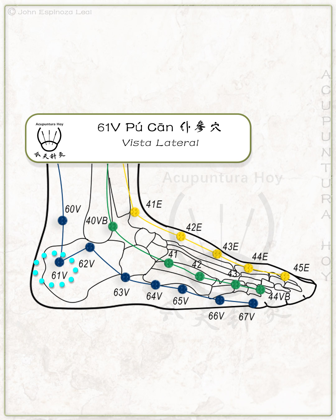 61V Pú Cān 仆參穴