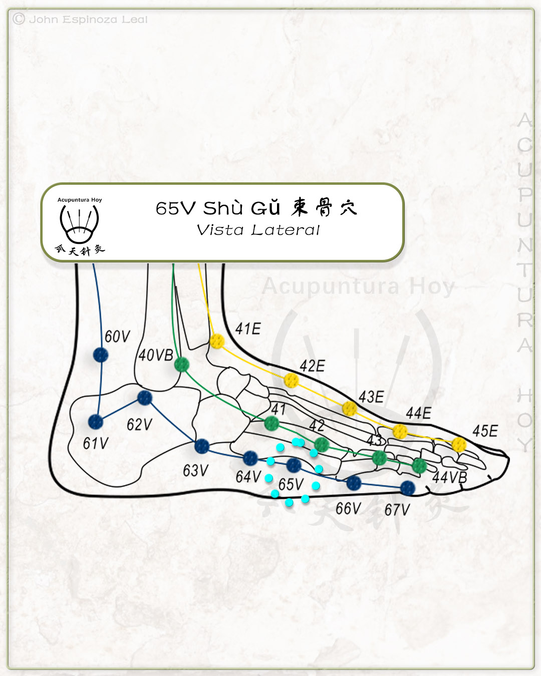 65V Shù Gŭ 束骨穴