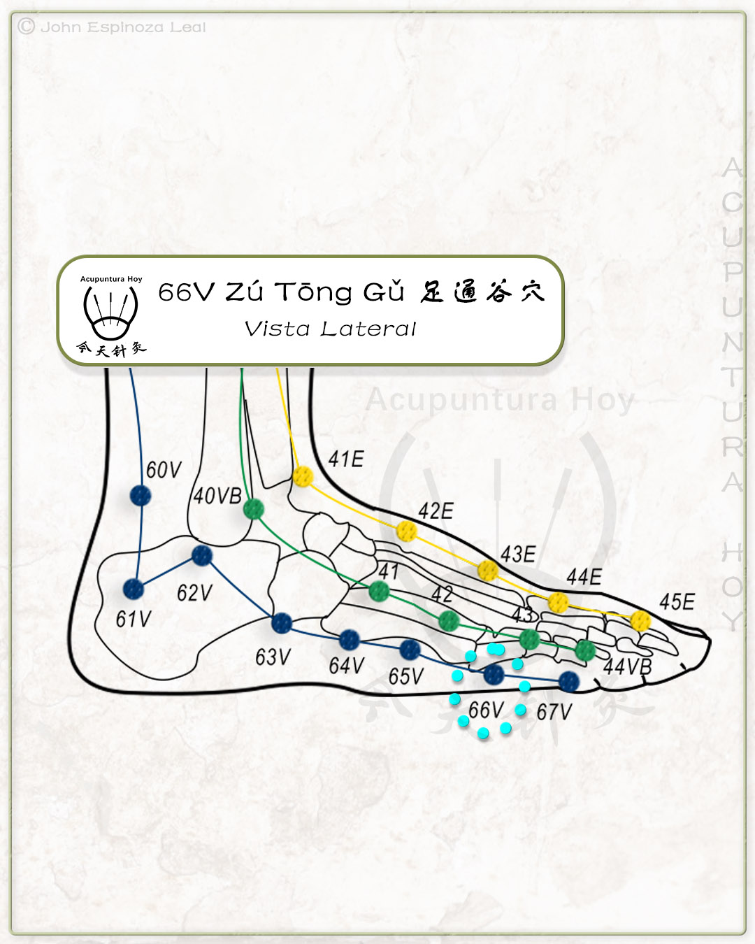 66V Zú Tōng Gǔ 足通谷穴