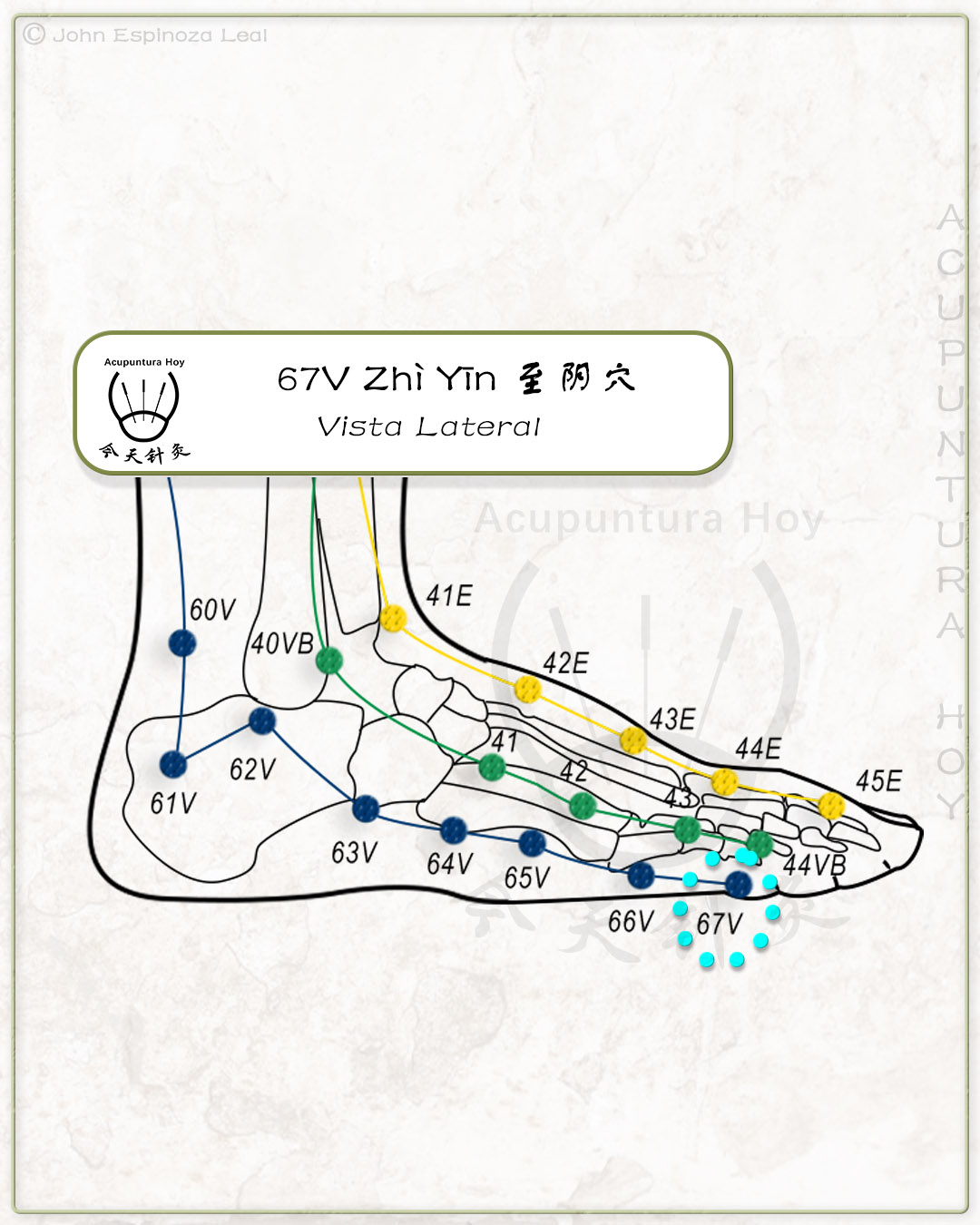 67V Zhì Yīn 至阴穴