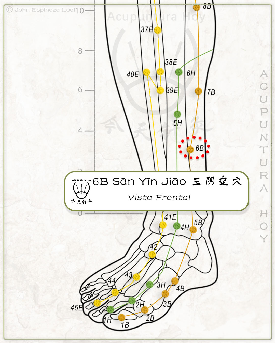 6B Sān Yīn Jiāo 三阴交穴