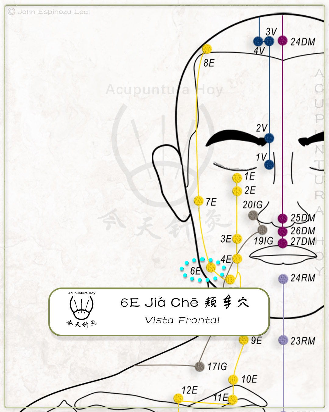 6E Jiá Chē 颊车穴