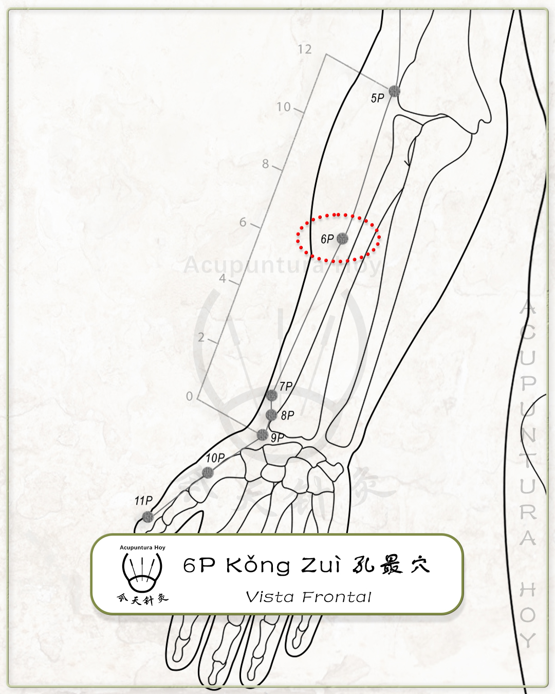 6P Kǒng Zuì 孔最穴