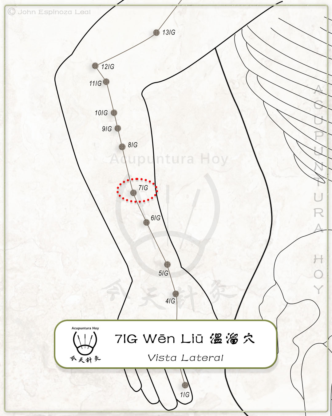 7IG Wēn Liū 溫溜穴