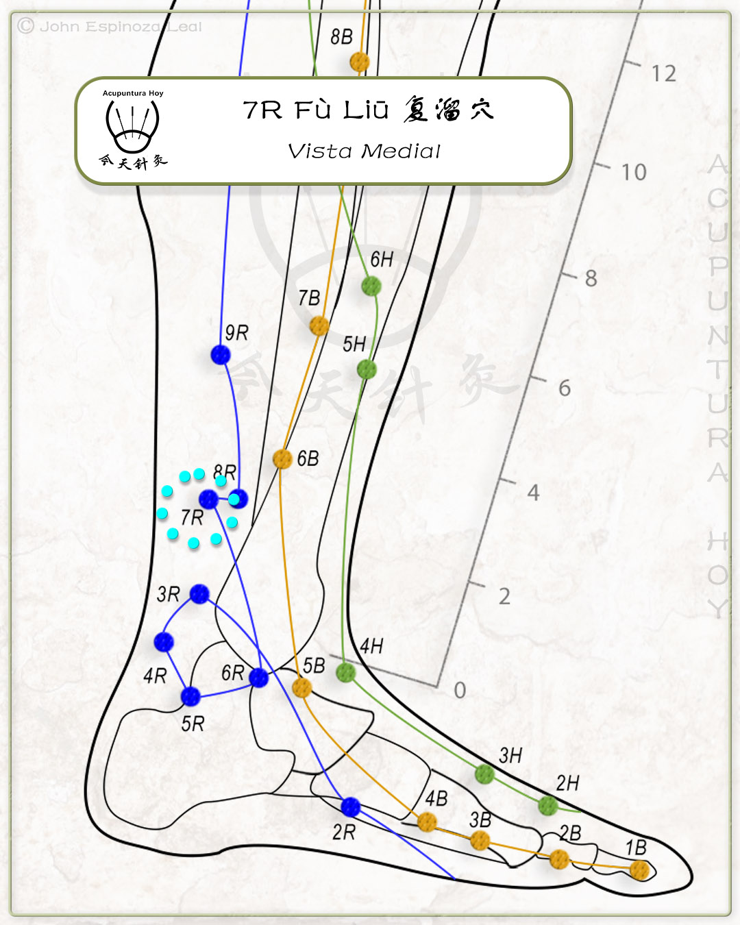 7R Fù Liū 复溜穴