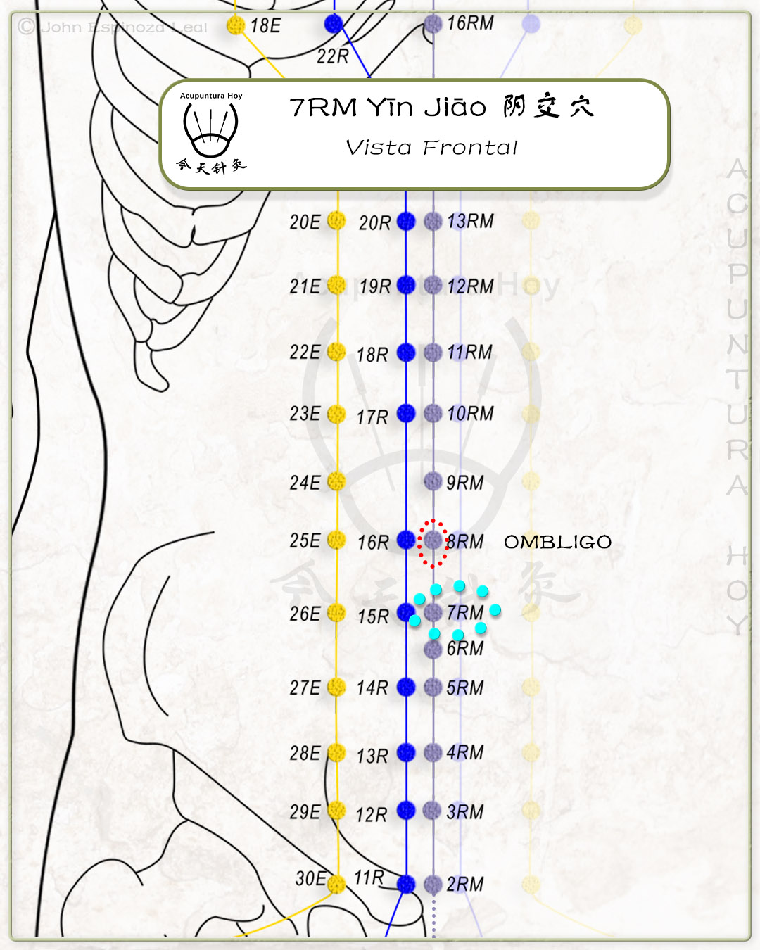 7RM Yīn Jiāo 阴交穴