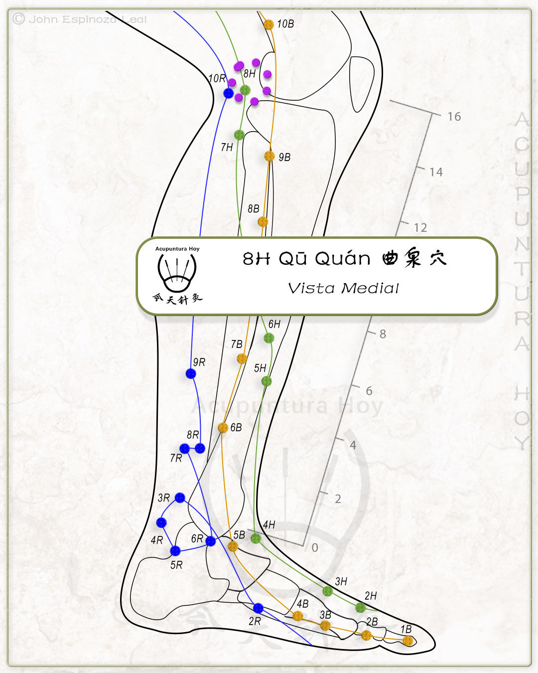8H Qū Quán 曲泉穴