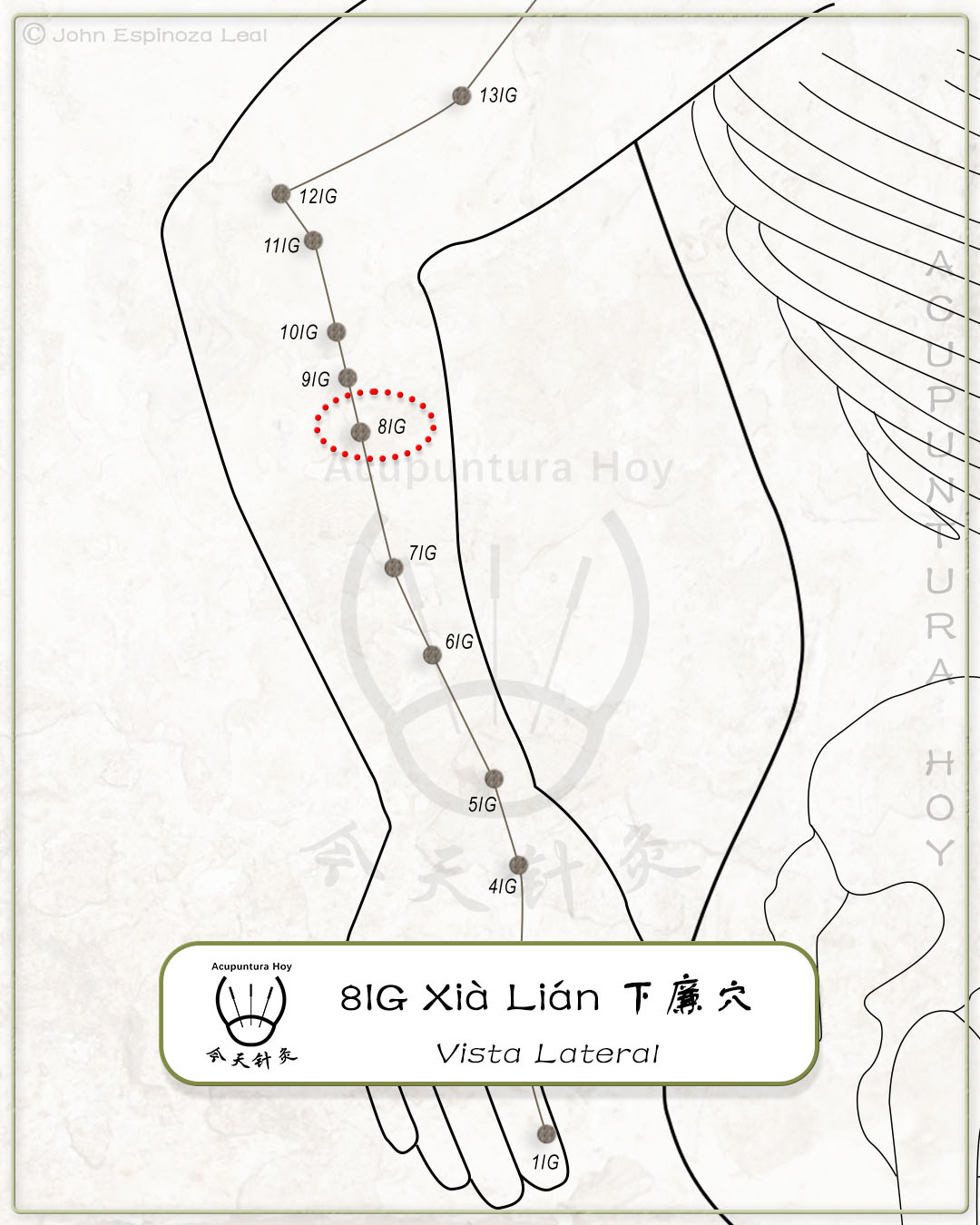 8IG Xià Lián 下廉穴