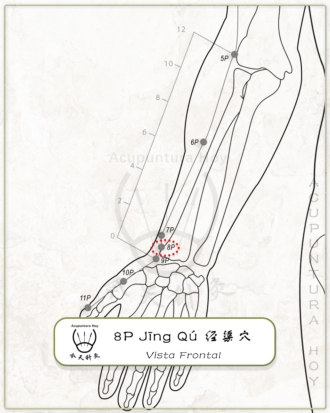 8P Jīng Qú 经渠穴
