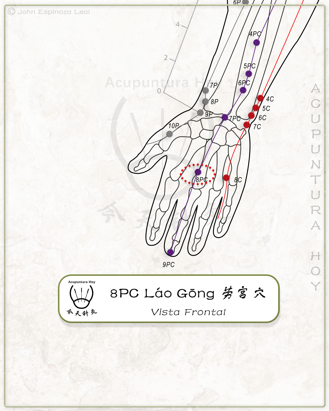 8PC Láo Gōng 劳宫穴