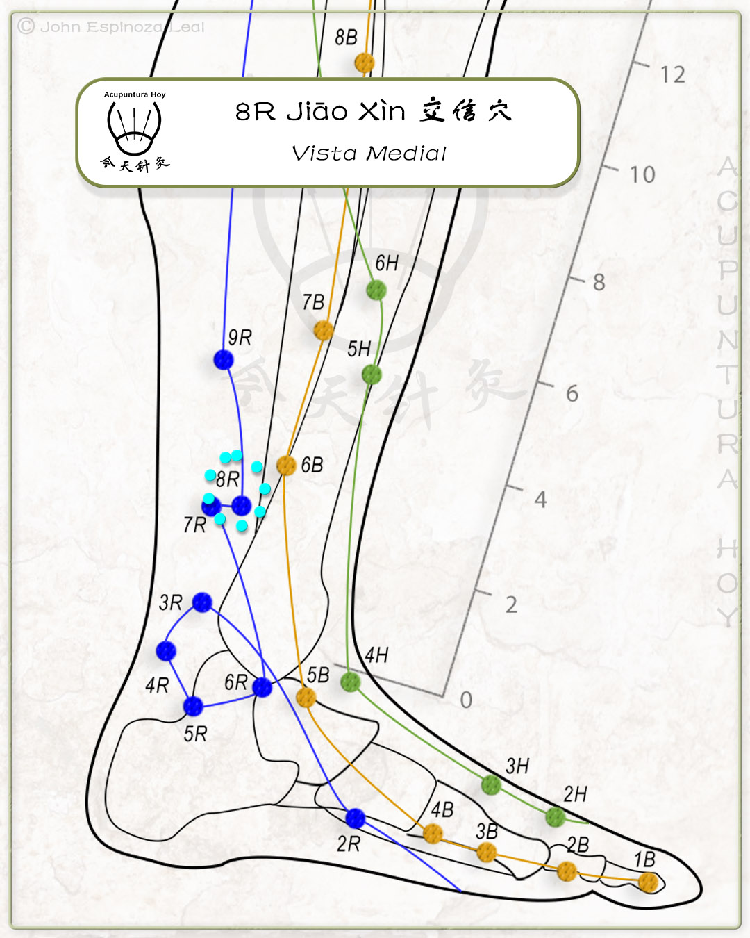 8R Jiāo Xìn 交信穴