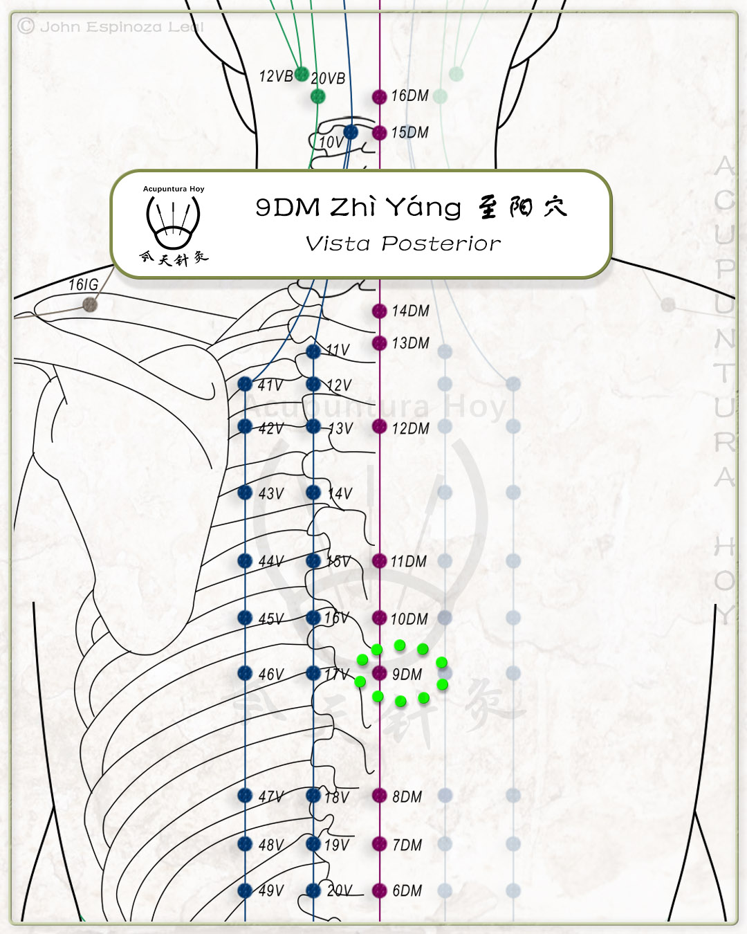 9DM Zhì Yáng 至阳穴