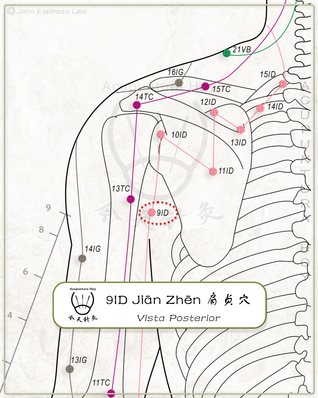 9ID Jiān Zhēn 肩贞穴
