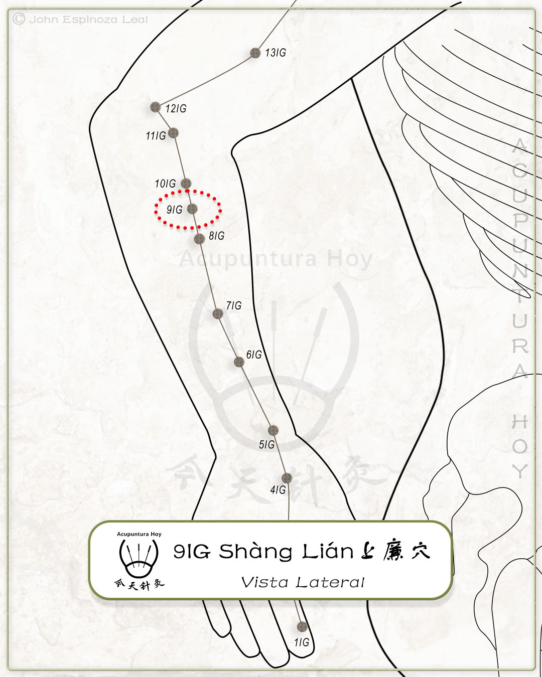 9IG Shàng Lián 上廉穴