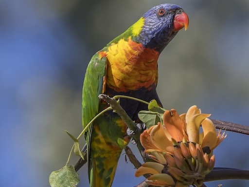 Parrot