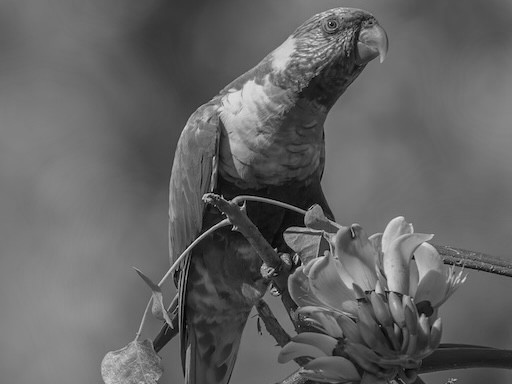 Parrot Grayscale