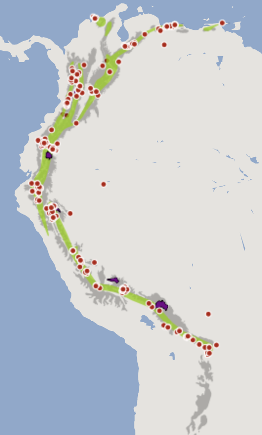 Lepidocolaptes_lacrymiger Photo