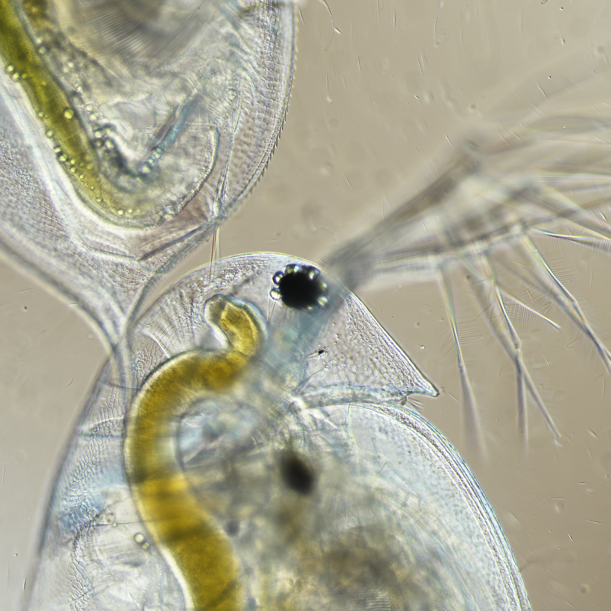 Heads and Tails!: A Close-Up of Daphnia pulicaria