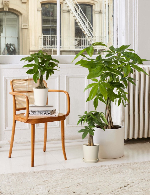 The Sill money tree potted plant - housewarming gift 2026 - $68