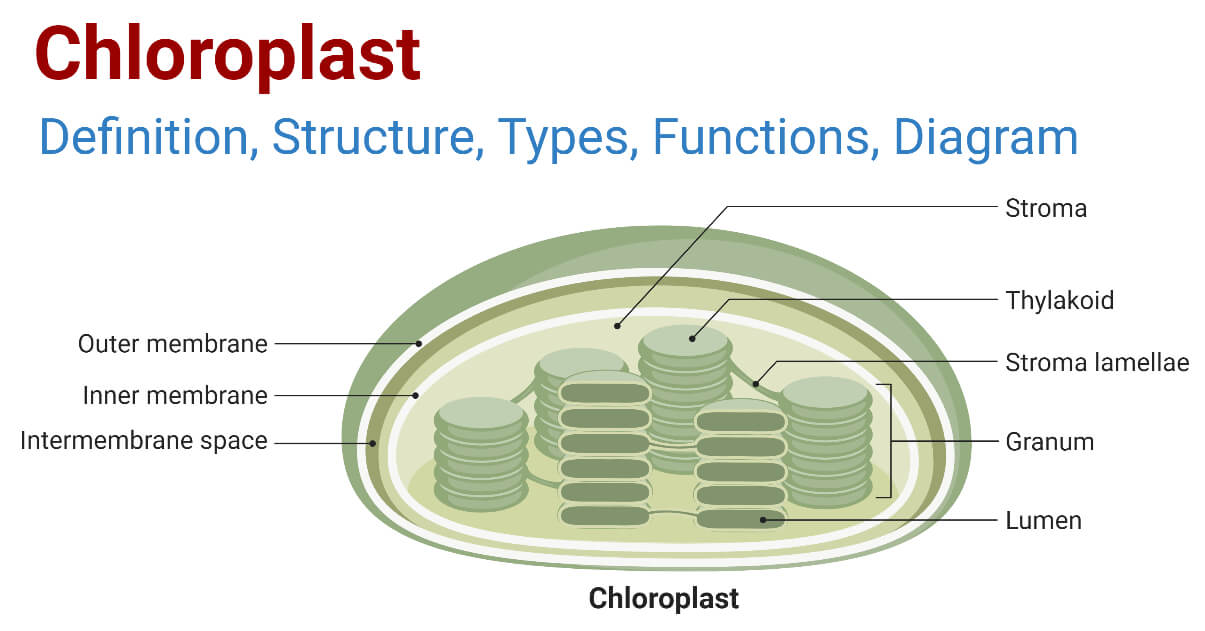 Chloroplast structure diagram (if offline, ensure internet connection)